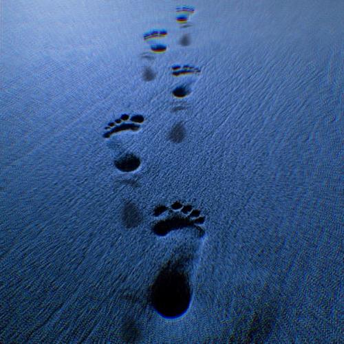 Zubi - Walk like me